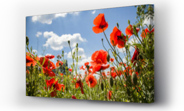 Kolorowe kwiaty, Kwiaty, Kwiaty polne, Maki i chabry