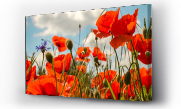 Kwiaty, Kwiaty polne, Maki i chabry