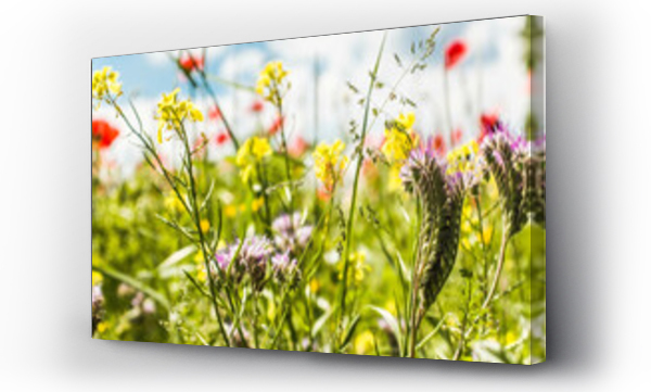 Kwiaty, Kwiaty polne, Maki i chabry