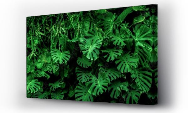 Wizualizacja Obrazu : #523582296 Group background of dark green tropical leaves ( monstera, palm, coconut leaf, fern, palm leaf,bananaleaf) Panorama background. concept of nature