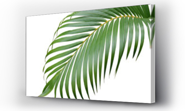 Wizualizacja Obrazu : #523974531 tropical green palm leaf tree isolated on white background