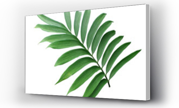 Wizualizacja Obrazu : #523975546 green leaf of palm tree isolated on transparent background png file