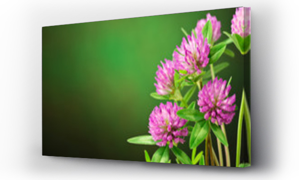 Wizualizacja Obrazu : #52411712 Bukiet koniczyny