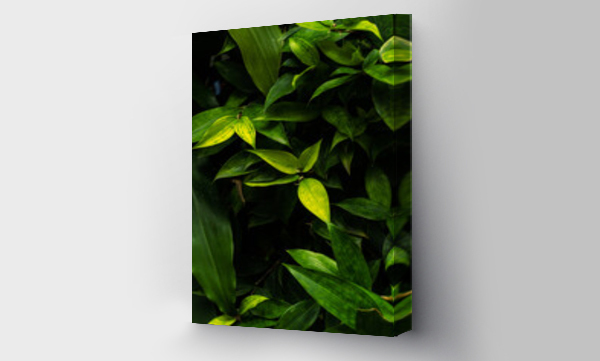 Wizualizacja Obrazu : #525535947 Ro?linne zielone ciemne  t?o, tekstura li?ci, botaniczny pi?kny template.