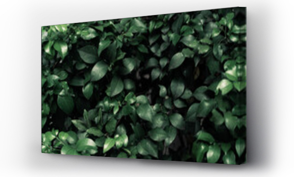 Wizualizacja Obrazu : #525536998 Ro?linne zielone ciemne  t?o, tekstura li?ci, botaniczny pi?kny template.