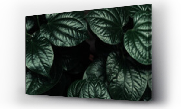 Wizualizacja Obrazu : #525539023 Ro?linne zielone ciemne  t?o, tekstura li?ci, botaniczny pi?kny template.