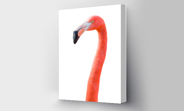 Wizualizacja Obrazu : #525907742 Transparent PNG of Beautiful Flamingo.
