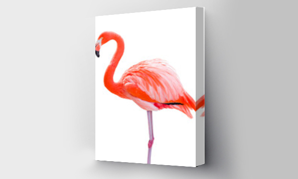 Wizualizacja Obrazu : #525907781 Transparent PNG of Beautiful Flamingo.