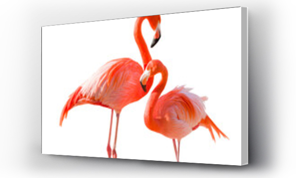 Wizualizacja Obrazu : #525907823 Transparent PNG Pair of Beautiful Flamingos.
