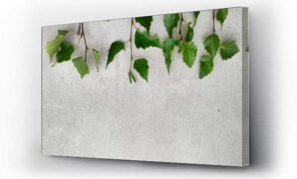 brzoza, brzozy, Kwiaty, Liście