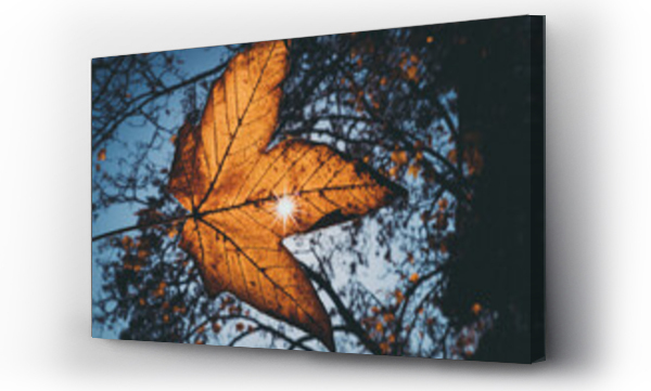 Wizualizacja Obrazu : #528062919 Jesienne krajobrazy