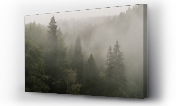 drzewa, góry, Las w mgle