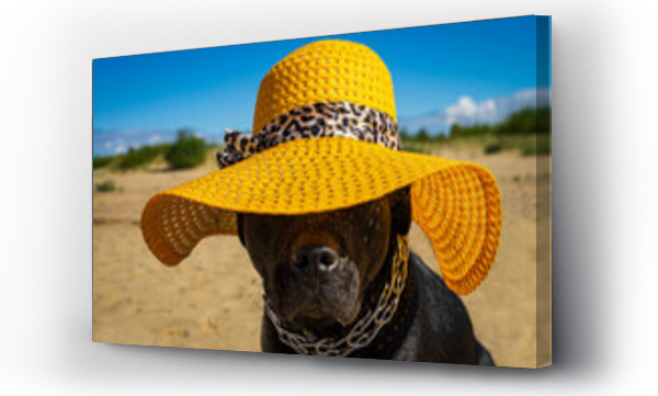 śmieszne, zwierzęta