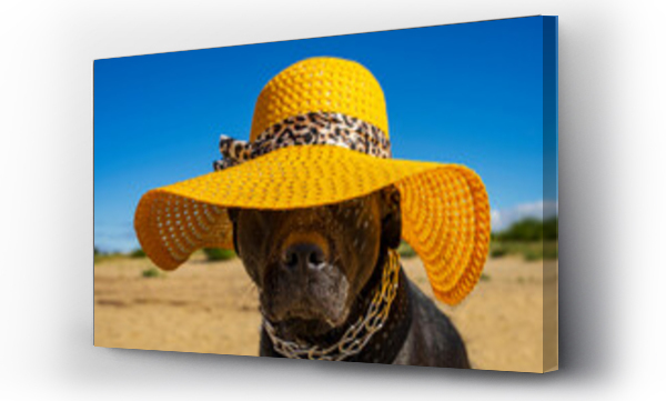 śmieszne, zwierzęta