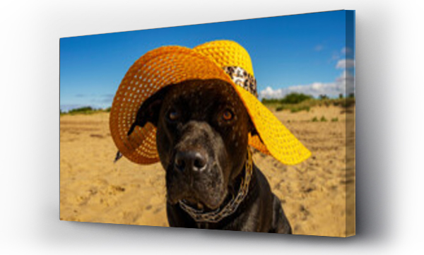 śmieszne, zwierzęta