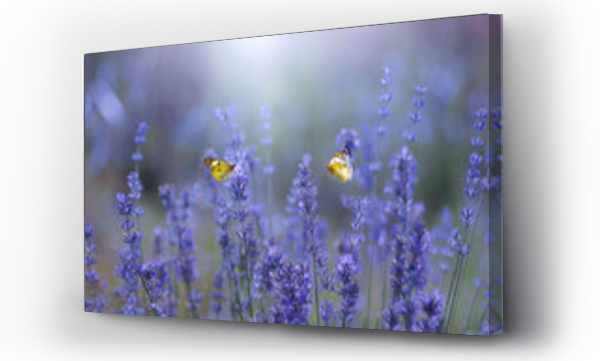 Kwiaty, kwiaty niebieskie, Motyle, Niebieskie kwiaty