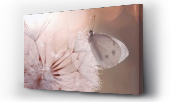 Wizualizacja Obrazu : #528996613 Motyl bielinek