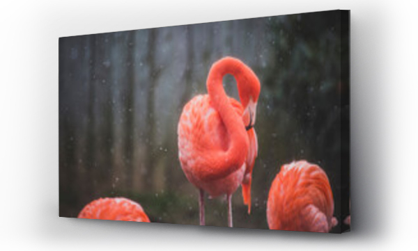Wizualizacja Obrazu : #529302576 Flamingos during winter