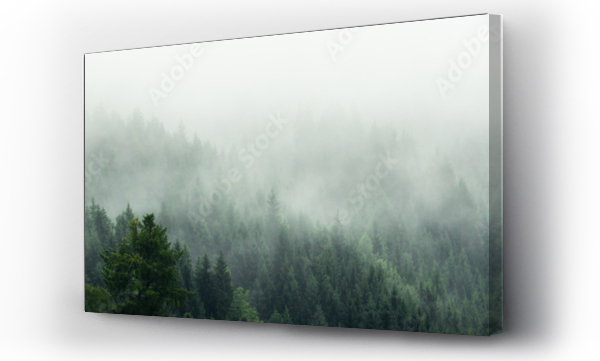 Wizualizacja Obrazu : #529449033 Amazing mystical rising fog forest trees landscape in black forest ( Schwarzwald ) Germany panorama banner  - Dark mood..