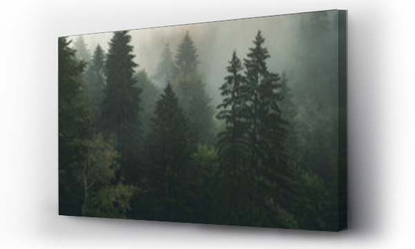 Wizualizacja Obrazu : #529601437 drzewa we mgle