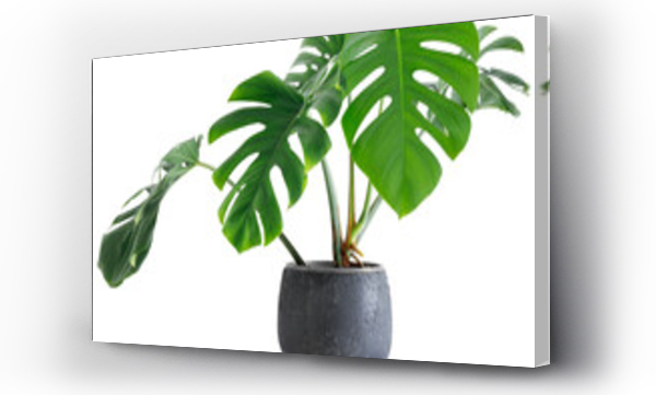 Wizualizacja Obrazu : #529628989 large leaf house plant Monstera deliciosa in a gray pot on a white background