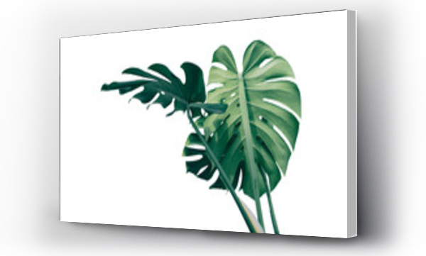 Wizualizacja Obrazu : #529657900 Tropical foliage, Green monstera plant isolated on white background with clipping path