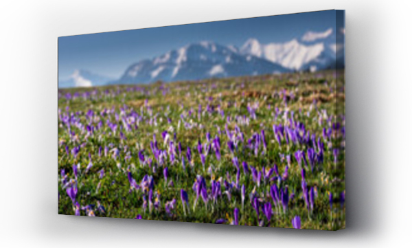 Kwiaty, łąka, Łąka kwiaty