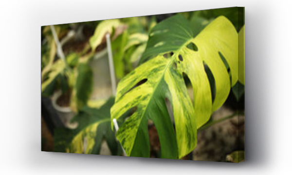 Wizualizacja Obrazu : #531064834 Monstera borsigiana aurea variegated leaf or Monstera swiss cheese yellow  leaves. Foliage Araceae Aroid house plant Close up botany 
