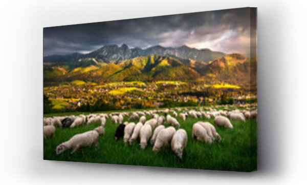 góra, góry, Góry zakopane, Owce, Tatry, wieś, zakopane, zakopane  owce