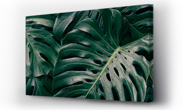 Wizualizacja Obrazu : #531886475 Tropical foliage, green monstera plant background