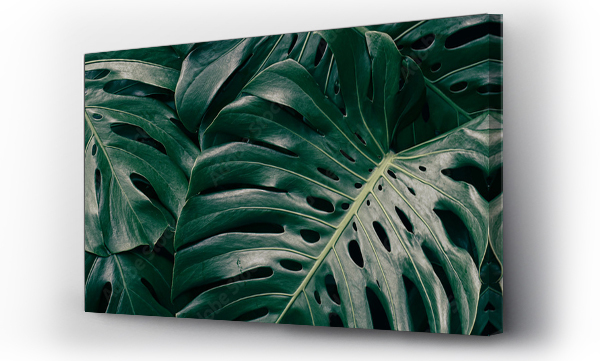 monstera