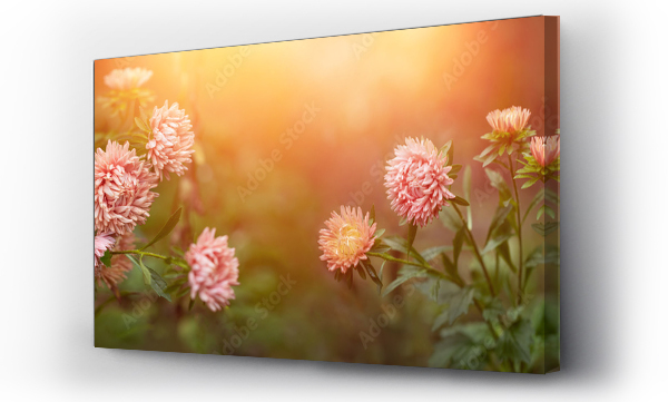 Kwiaty, łąka, Łąka kwiaty