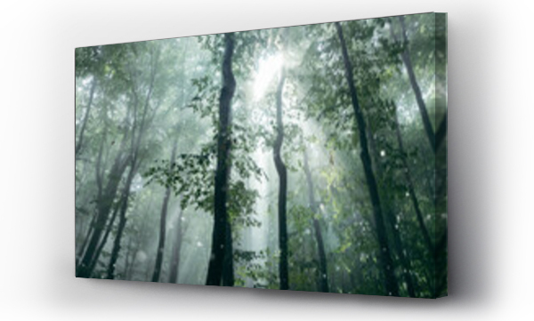 Wizualizacja Obrazu : #532591862 Magical sun rays in the forest