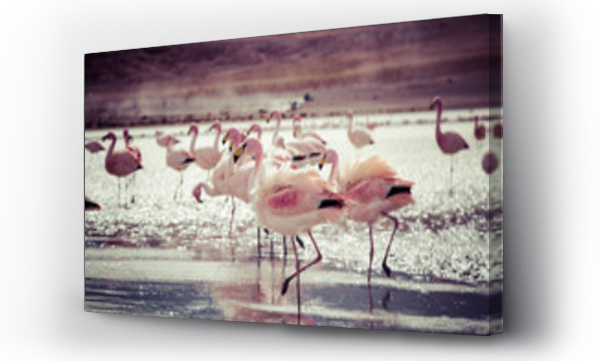 Flamingi na jeziorze w Andach, południowa część Boliwii