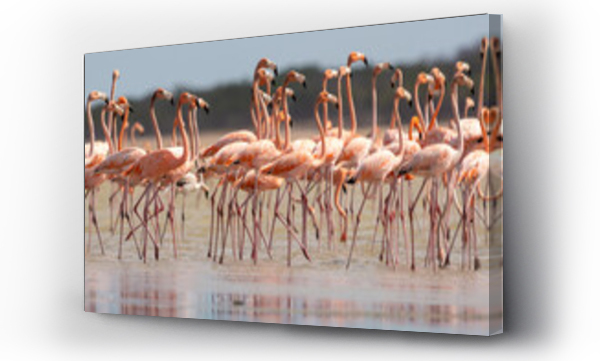 Wizualizacja Obrazu : #534060333 American flamingos - Phoenicopterus ruber - wading in water. Photo from Santuario de fauna y flora los flamencos in Colombia.