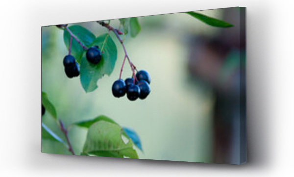 Wizualizacja Obrazu : #534162351 Chokeberry, Aronia, owoce, aronia owoce, li?cie aronii, zdrowe od?ywianie, polskie owoce