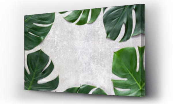 Wizualizacja Obrazu : #534353211 Tropical monstera leaves on gray concrete background. Natural frame for the presentation of products. Top view, selective focus, copy space