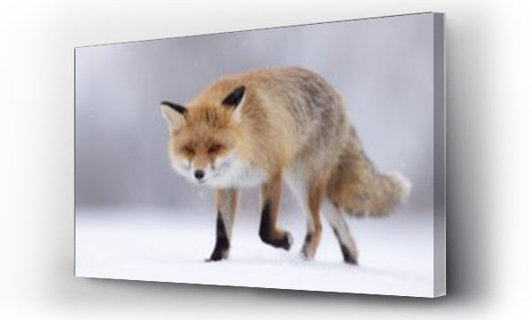 Wizualizacja Obrazu : #534483022 lis 