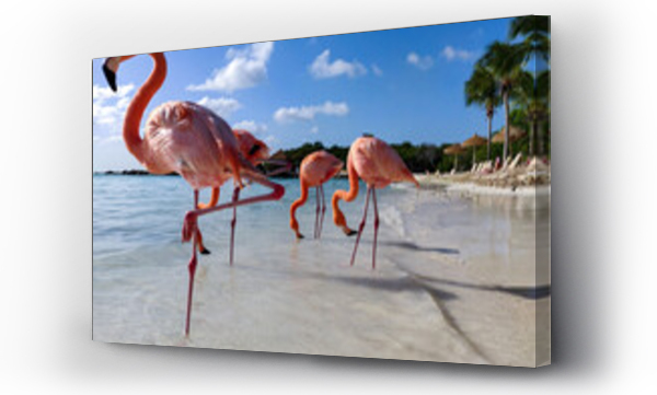 Wizualizacja Obrazu : #534946313 Group of flamingos in water