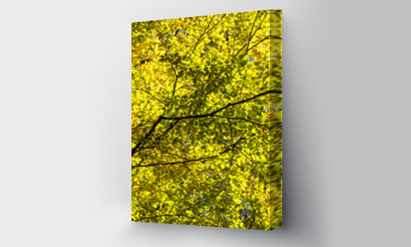 Wizualizacja Obrazu : #535164843 Kolorowe li?cie drzewa na tle nieba jesieni?