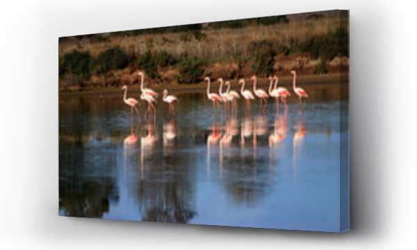 flamingi, Flamingos