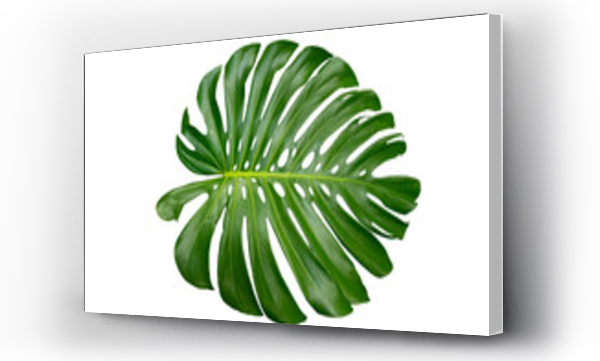 Wizualizacja Obrazu : #535828265 Monstera leaves leaves with Isolate on white background Leaves on white