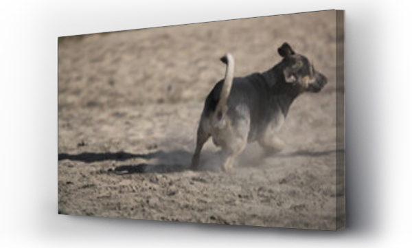 Wizualizacja Obrazu : #535892313 running dog running