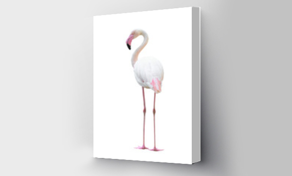 Wizualizacja Obrazu : #536657131 greater flamingo isolated