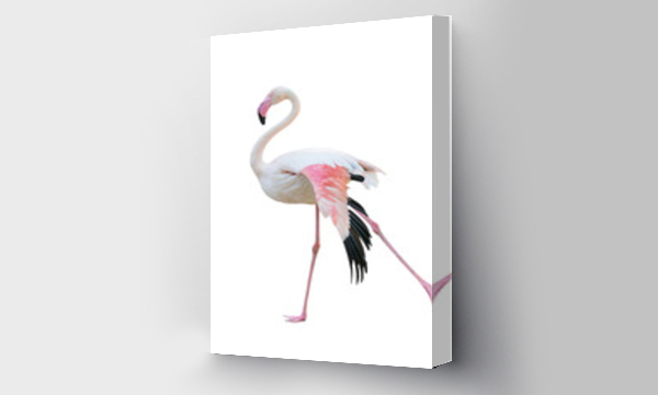 Wizualizacja Obrazu : #536657132 greater flamingo isolated