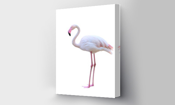 Wizualizacja Obrazu : #536657133 greater flamingo isolated