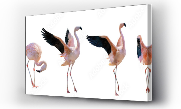 flamingi