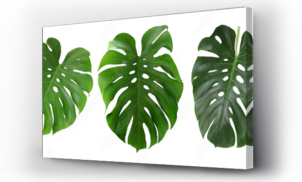 Wizualizacja Obrazu : #537343415 Green monstera leaf set isolated on white background.