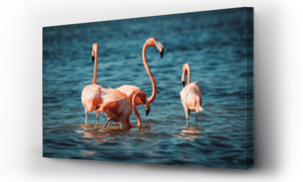 flamingi, Flamingos