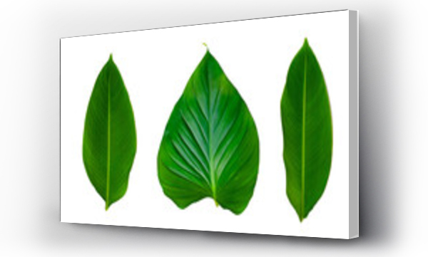 Wizualizacja Obrazu : #537571546 Leaves Calathea ornata pin stripe  Isolate on transparent background PNG file